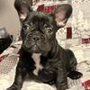 French Bulldog 12 weeks old