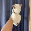 Tiny male biewer yorkies