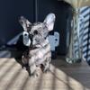 French Bulldog Puppy (Exotic Merle) 