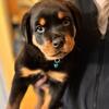 Rottweiler puppies