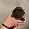 Chocolate Lab Puppies For Sale - Home Raised