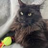 “REMI RAVEN” BEAUTIFUL BLACK MAINE COON GIRL RETIRED