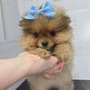 WishBear - Teddy Bear Face - Tiny Female Pomeranian Puppy 