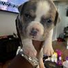 4 weeks pocket bully 