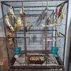 Breeder Cockatiels 