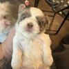 Lavendar Parti AKC shih tzu male puppies 