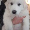 Great Pyrenees Pups