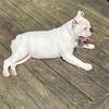 Beautiful white English  bulldog 
