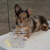 Chihuahua Merle puppy male