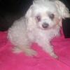 Liz the Tiny Beautiful Maltese female!!!!