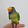 Tamed baby peachfront conure
