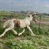 Ninja – April 2025 Gypsy Vanner/Andalusian Colt – Outstanding Prospect
