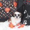 Noah Precious Male Shih-tzu