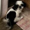 CKC Shih Tzu Male Pup