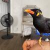 Indian mynah