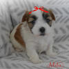 Our New Babies ~ Adorable Malshi (Maltese/Shihtzu) Puppy ~ "Mila"
