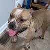 Chocolate Fawn Male American Bully 