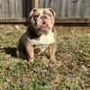 ENGLISH BULLDOG STUD SERVICE