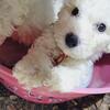AKC registered raised with love bichon frise