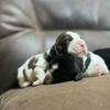 English springer spaniel puppies