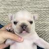 Percy- Cream Male- KY BlueGrass Frenchies Kentucky French Bulldog