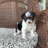 Morkie puppies 