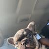 French bulldog male pups