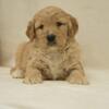 Golden Doodle Ready Asap!!!