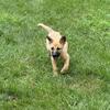 GERMAN SHEPHERD HYBRID PUPPIES FOR SALE