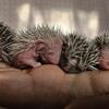 Hedgehogs