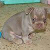 Copper Male French Bulldog