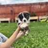 American Corgi puppies 