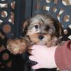 Nala-Yorkiepoo Puppy