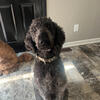 10 month old F1B Labradoodle 