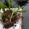 Buttloads of Lily of the valley