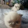 Himalayan Persian kittens