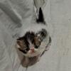 Brown Tabby & White Male Kitten 1