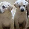 Purebred yellow Lab puppies