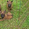 Malinois/Dutch Shepherd 