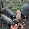 Berkshire Cross piglets 