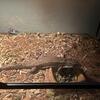 Adult plated lizard for sale
