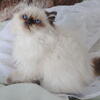 Playful Himalayan Persian female
