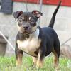 American Bully female