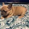 AKC French Bulldog Puppies