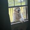 F1b Goldendoodles-health tested parents parents matched by DNA