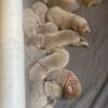 Silver Labrador Retrievers 