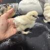 Silkie chicks! 