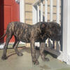Pure Presa Canario Puppy