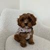 Cavapoo puppies for sale near me
