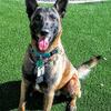 Beautiful Malinois pups 